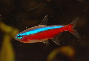 Kardinaal tetra