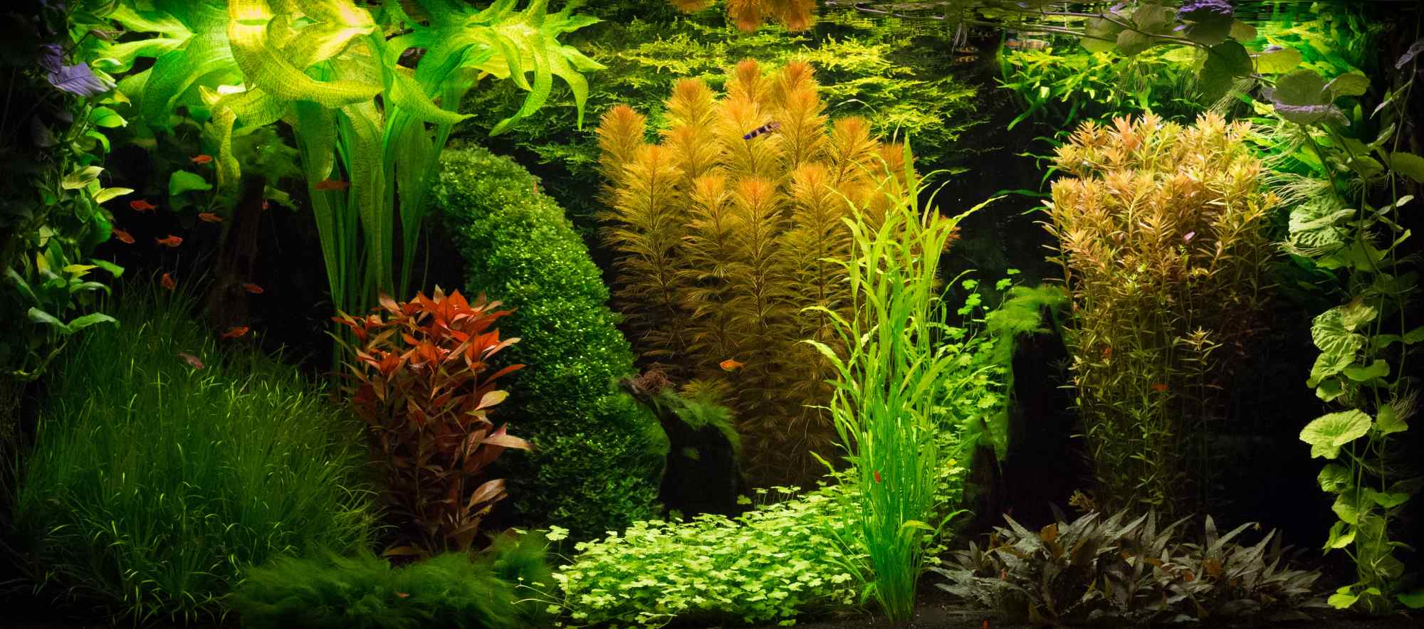 Aquarium