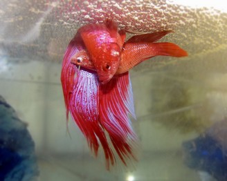 Betta splendens