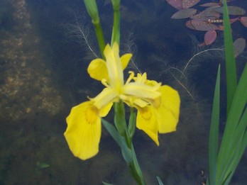 Gele Iris